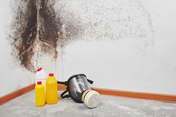 Best Professional Mold Removal  in Twain Harte, CA