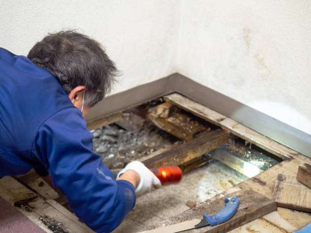 Best Mold Testing  in Twain Harte, CA