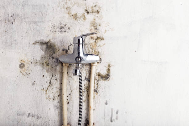 Best Office Mold Removal Services  in Twain Harte, CA
