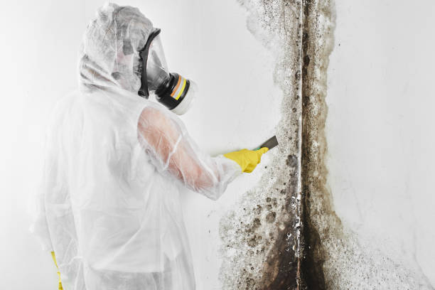 Office Mold Removal Services in Twain Harte, CA