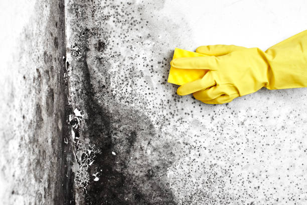 Best Toxic Mold Removal  in Twain Harte, CA