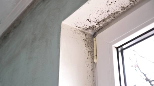 Best Mold Testing  in Twain Harte, CA