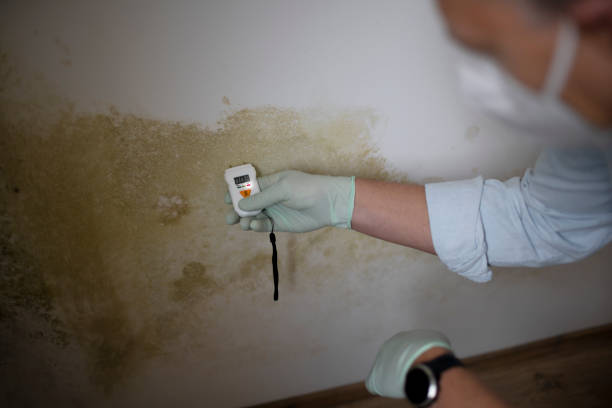 Best Professional Mold Removal  in Twain Harte, CA