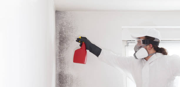 Best Mold Removal Specialists  in Twain Harte, CA