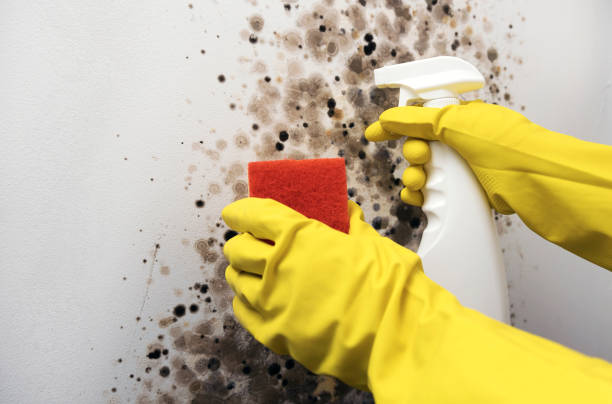 Best Mold Removal Near Me  in Twain Harte, CA