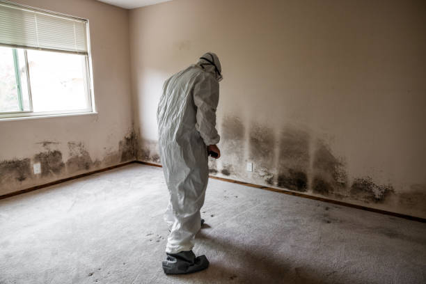Best Residential Mold Removal  in Twain Harte, CA