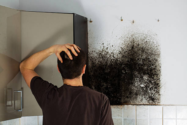 Trusted Twain Harte, CA Mold Removal Experts