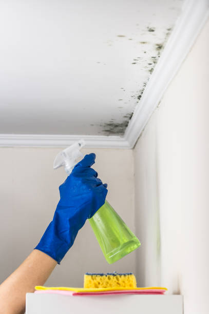 Best Best Mold Removal Companies  in Twain Harte, CA