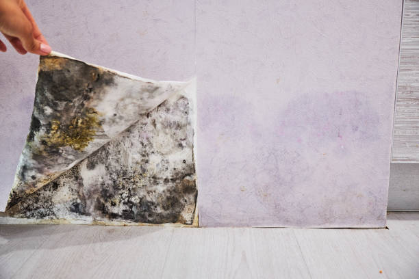 Mold Removal and Inspection in Twain Harte, CA